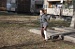 dora_079