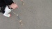 DSC09376