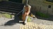 DSC03230